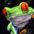 Frog's videos