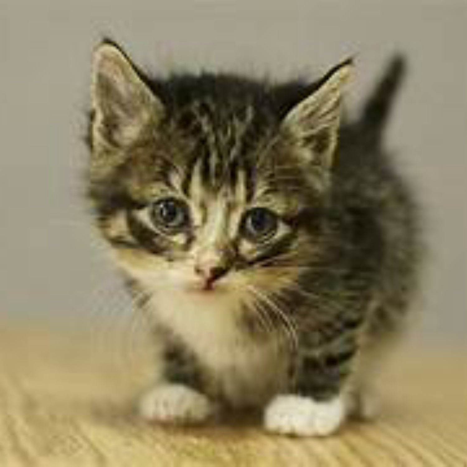 Bright Kittens