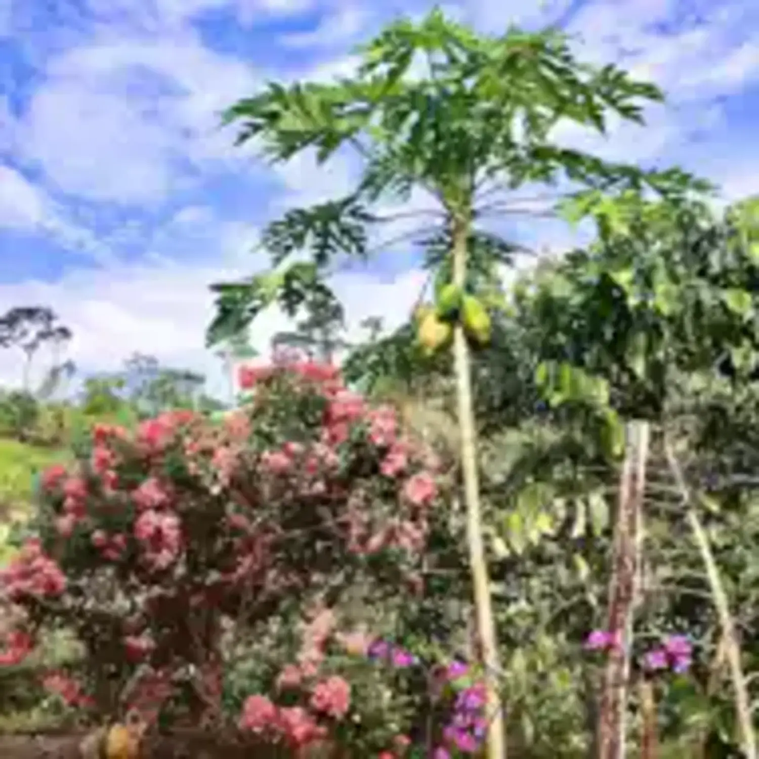FincaDelSoul Ecuador
