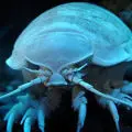 pipi Konsa