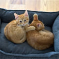 CJ & Papaya