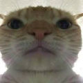 CatMan213