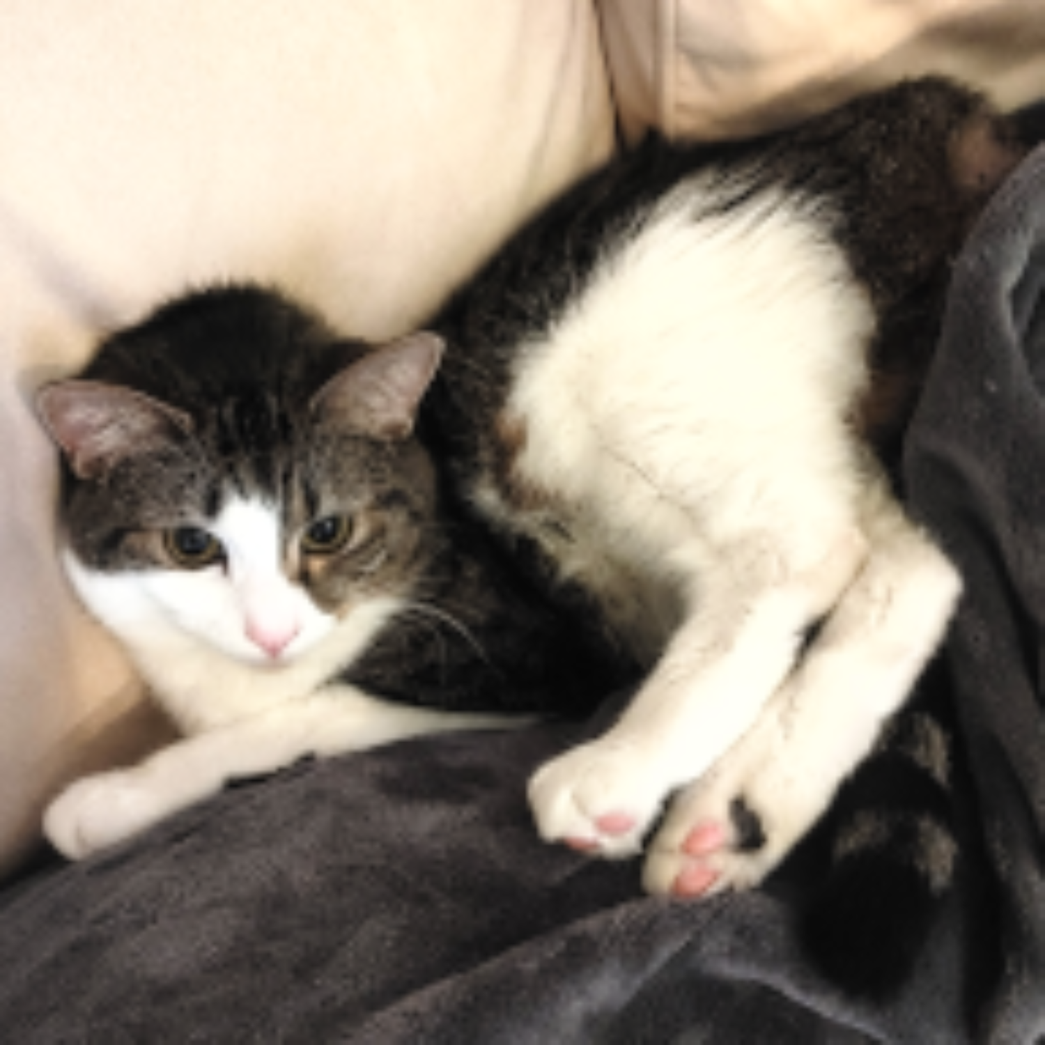 Menko the Cat