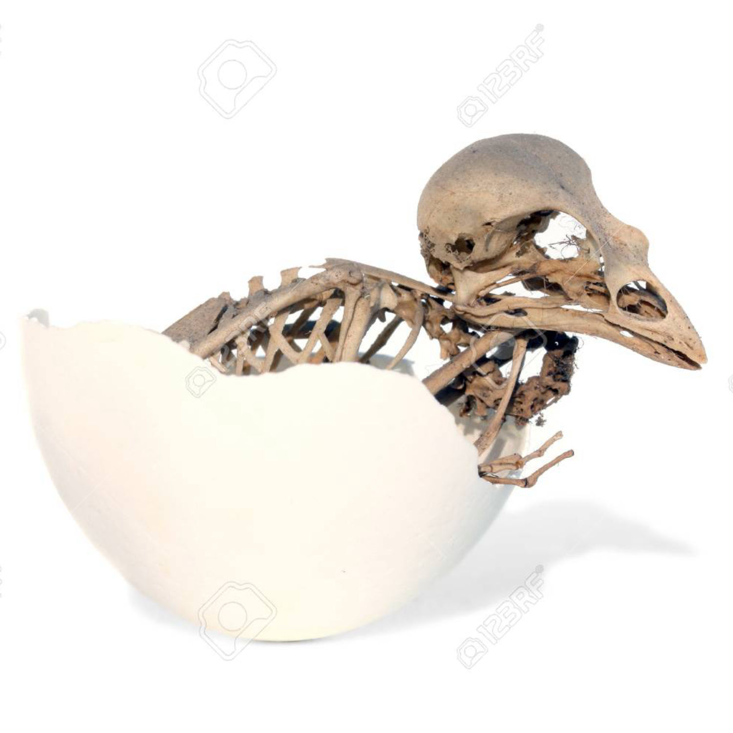 EggyToasty