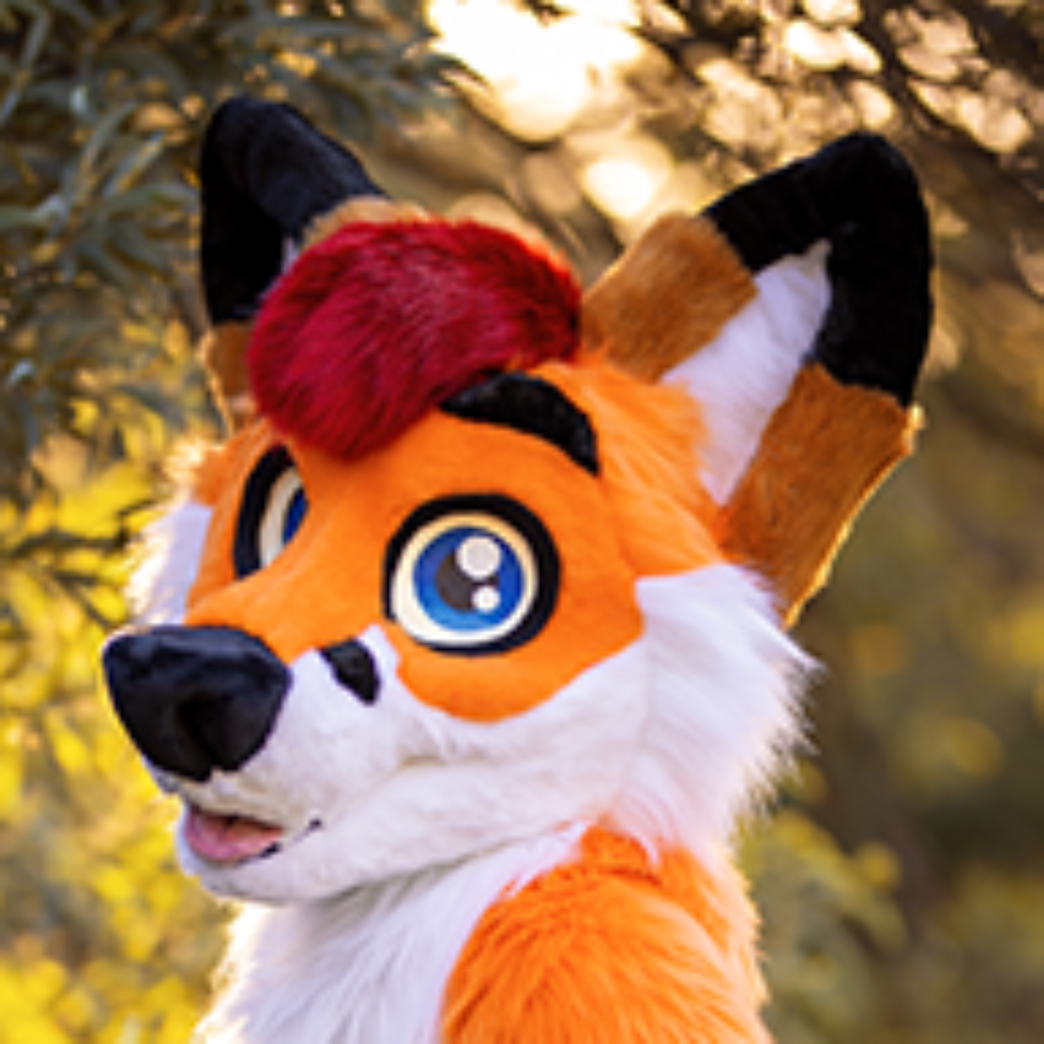 Colto Fox