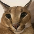 Floppapopi3