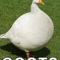DivingGoose