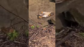 just_a_happy_duck