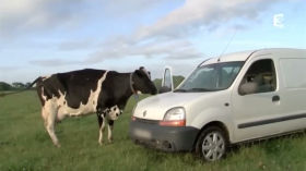 The Real Price of Dairy Milk, Cheese, and Veal - Separation of a Mom and Baby