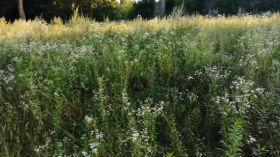 Skrawek trawnika zostawionego na naturalną łąką miejską | Brwinów