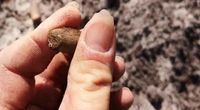 sortie nature detection trouvaille du 14 avril 2019 mais la quelle ????? marc pecheo3