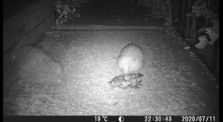Two Hedgehog Visitors