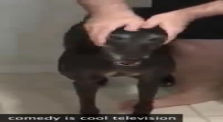 petting my dog but with half life sound effects