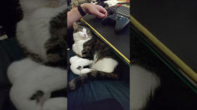 Menko the Cat is ZONKED