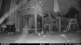 The cats came calling this morning