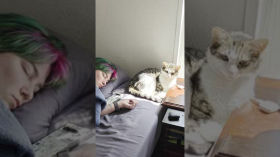 Why Did Menko the Cat Choose That Exact Spot? (it's the sun)