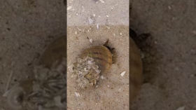 Strandschnecke mit Seepocken