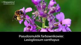 Pseudosmuklik farbownikowiec (Lasioglossum xanthopus) - dzika pszczoła