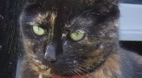 Kiki - Stealth Cat