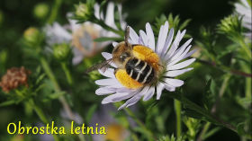 Aster tybetański
