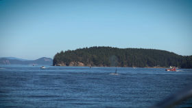 Orcas near Swartz Bay, BC, Canada