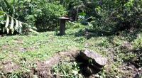 Triman 5. la Forêt Amazonienne