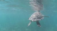 Tortue Akumal