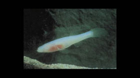 cave fish