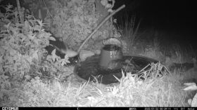 Skunk at the Warblerfall