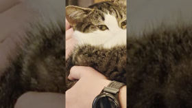 Menko the Cat is a Happy Kitty
