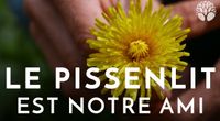 Le pissenlit est notre ami