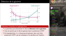 TS Spé - Contrôle de la régulation de la glycémie