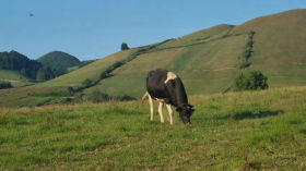 "Azorean Cow Gone Wild!" 🐄⚡🌪️