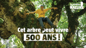 La sève de cet arbre peut vous soigner !