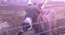 Barking donkey