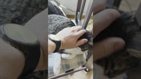 Menko the Cat Doesn't Want me to Get Work Done