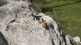 Tarantula Hawk
