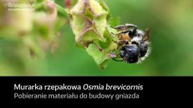 Murarka rzepakowa (Osmia brevicornis) - pobieranie materiału roślinnego