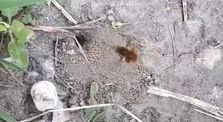 Female Bee Fly (Bombyliidae) in Folkestone, Kent in April 2020