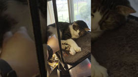 Menko the Cat Sprawls and Stretches