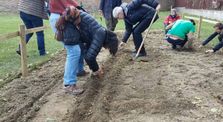 Semis des haricots et pois chiches