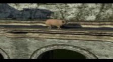 Skater Pig