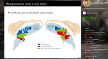 TS - 18 mars 2020 - Plasticité cérébrale
