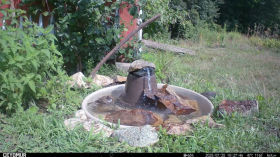 VD_00130 Chipping Sparrow Bathing