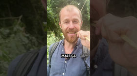 L'écorce de saule